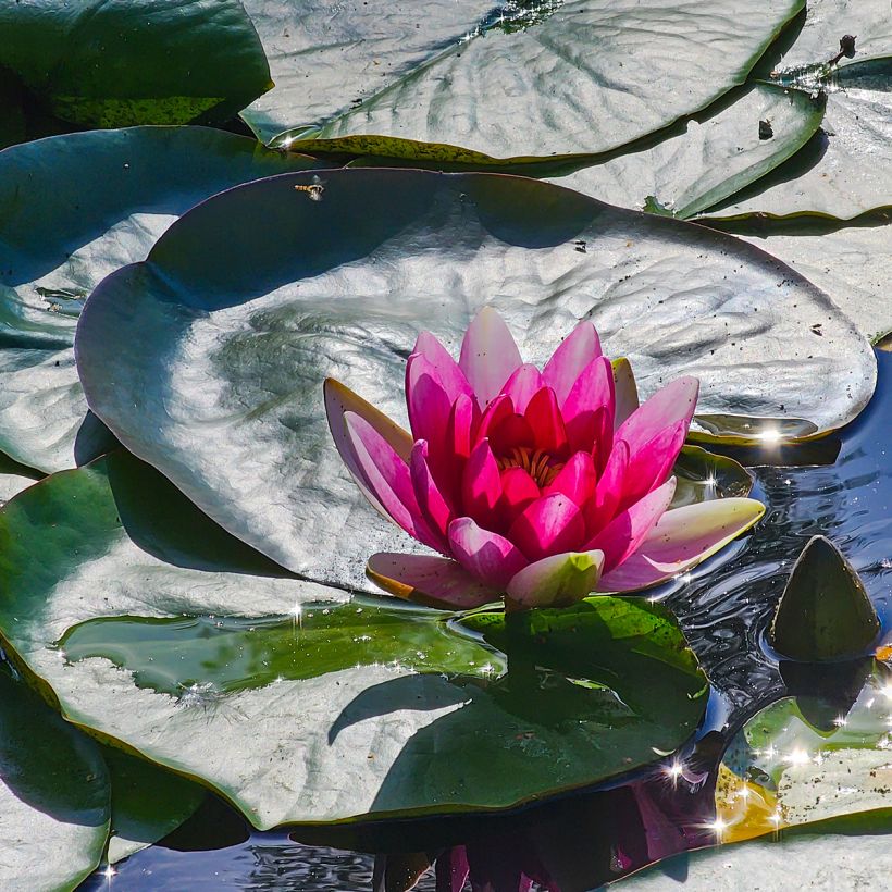 Nymphaea Escarboucle - Waterlily (Flowering)