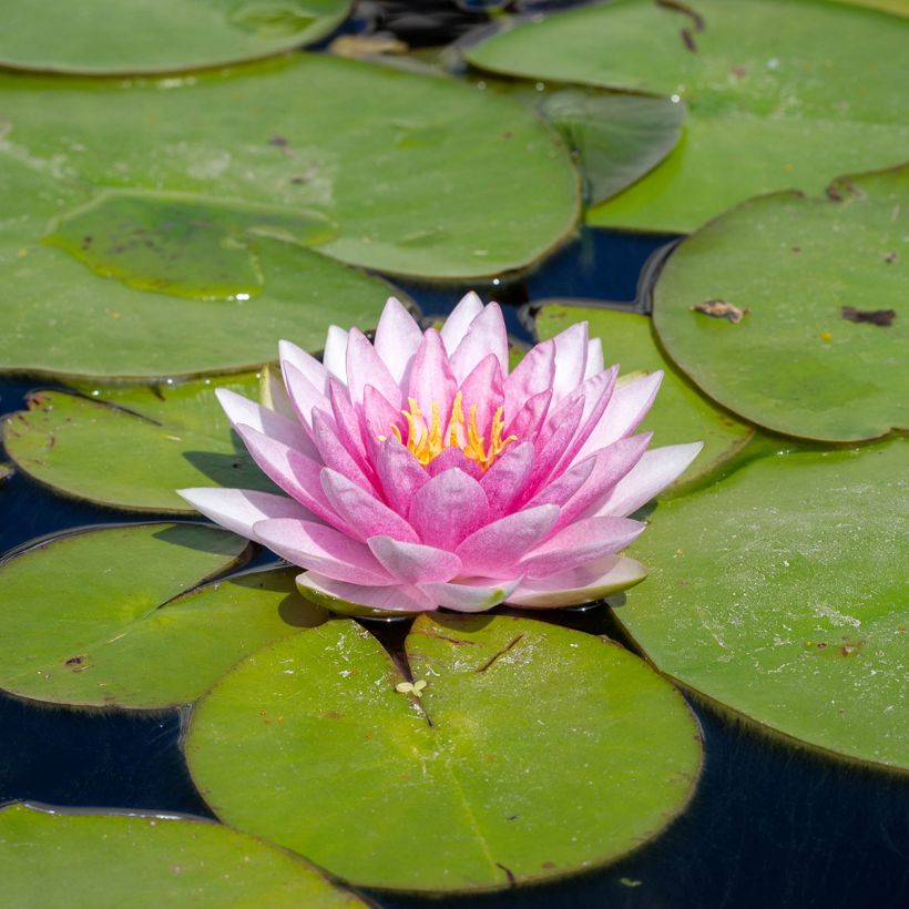 Nymphaea Odorata Suavissima - Waterlily (Flowering)