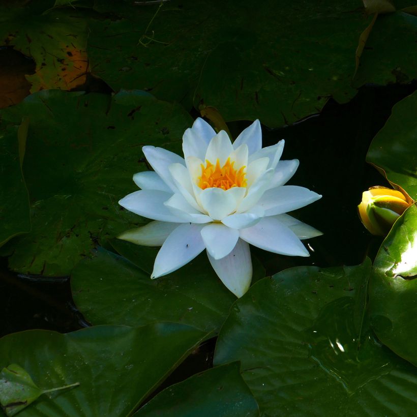 Nymphaea Odorata Alba - Water Lily (Flowering)