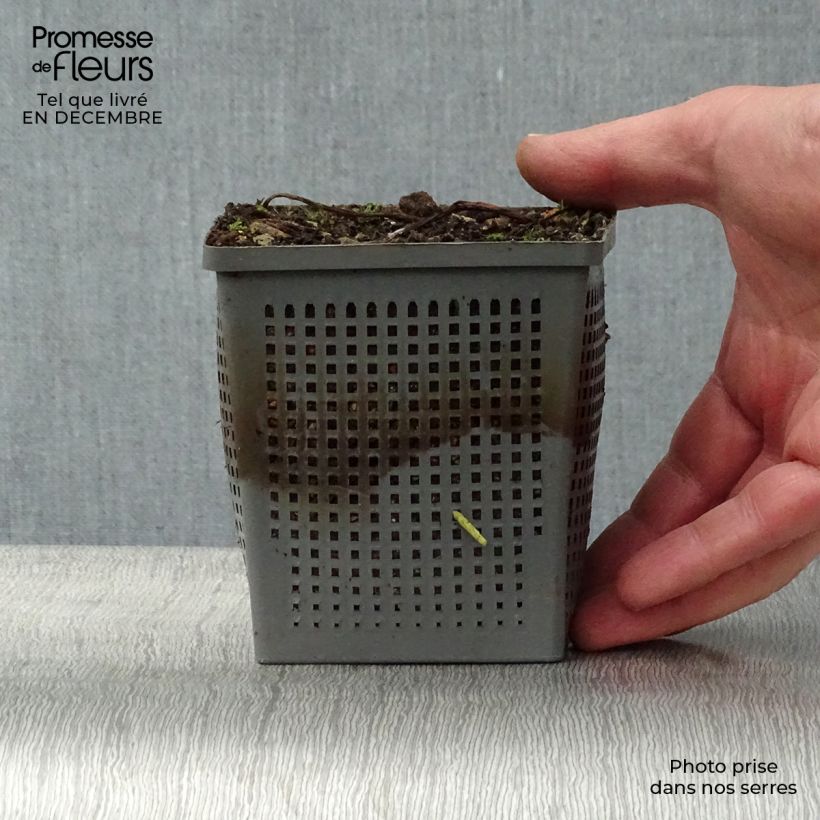 Nymphaea tetragona - Water Lily 1L/1.5L pot sample as delivered in winter