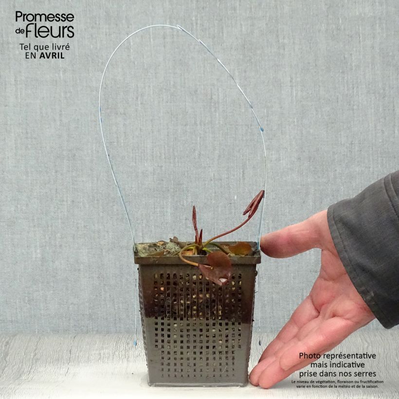 Nymphaea tetragona - Water Lily 1L/1.5L pot sample as delivered in spring