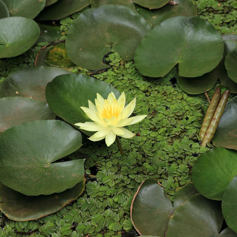 Nymphaea Pygmaea Helvola - Water Lily (Flowering)