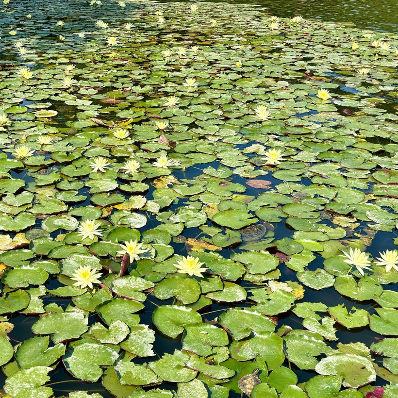 Nymphaea Pygmaea Helvola - Water Lily (Plant habit)