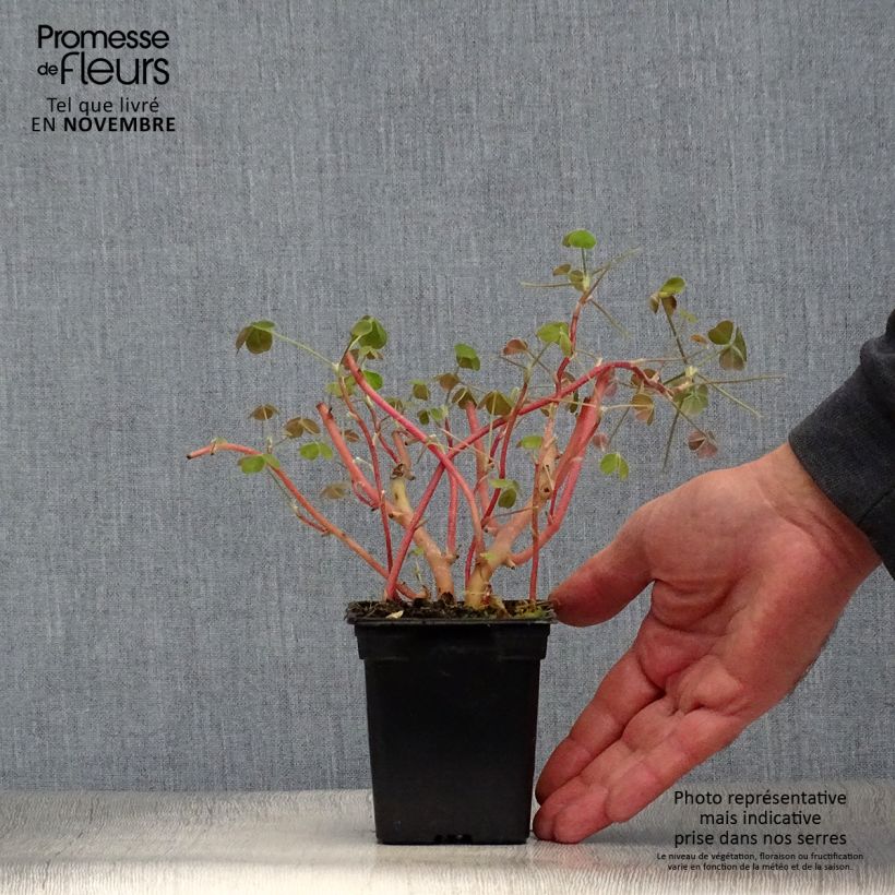 Oxalis tuberosa 8/9 cm pot sample as delivered in autumn