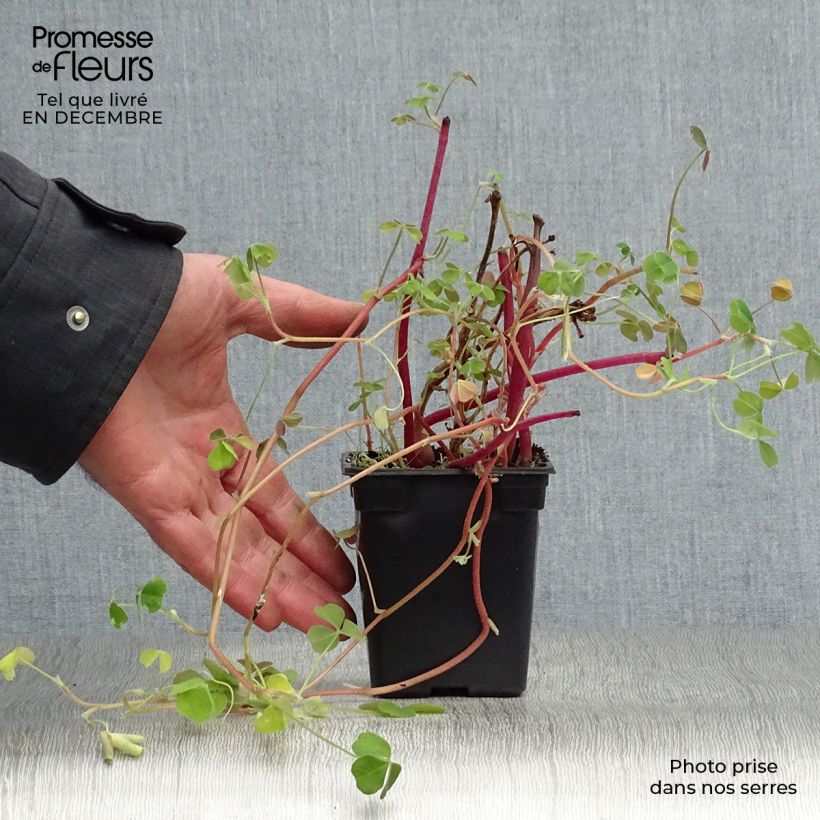 Oxalis tuberosa 8/9 cm pot sample as delivered in winter