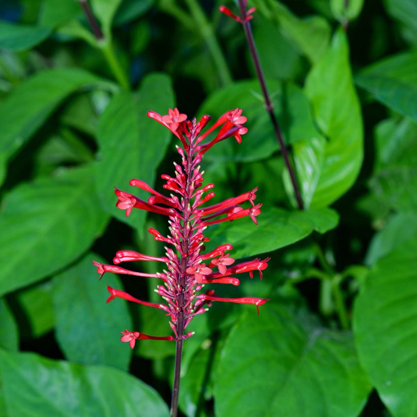 Odontonema strictum (Flowering)