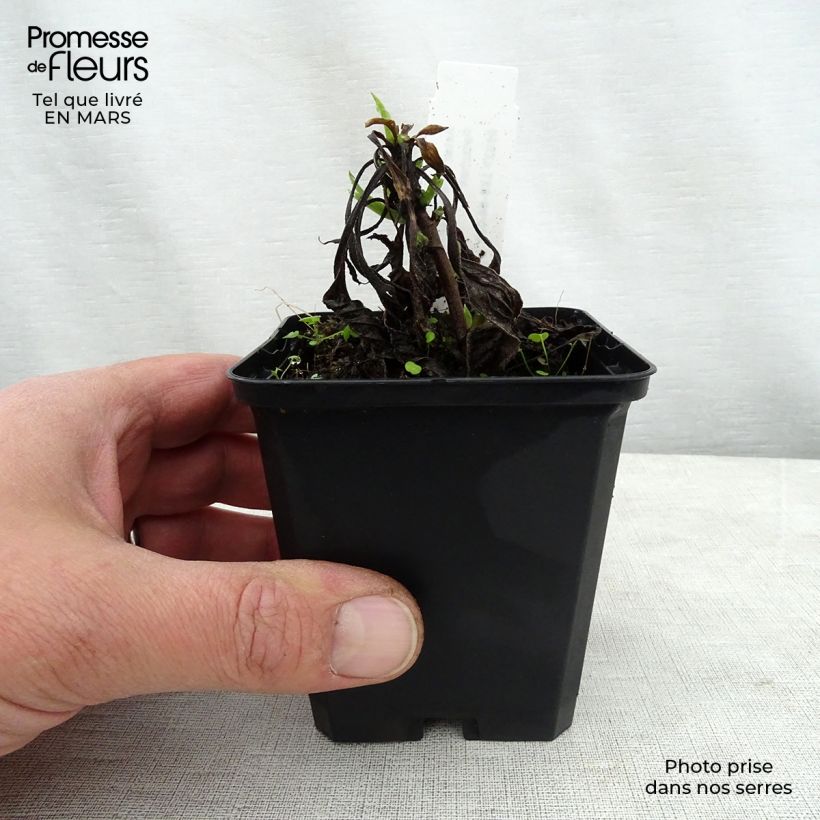 Aster amellus Dr Otto Petschek 8/9 cm pot sample as delivered in spring