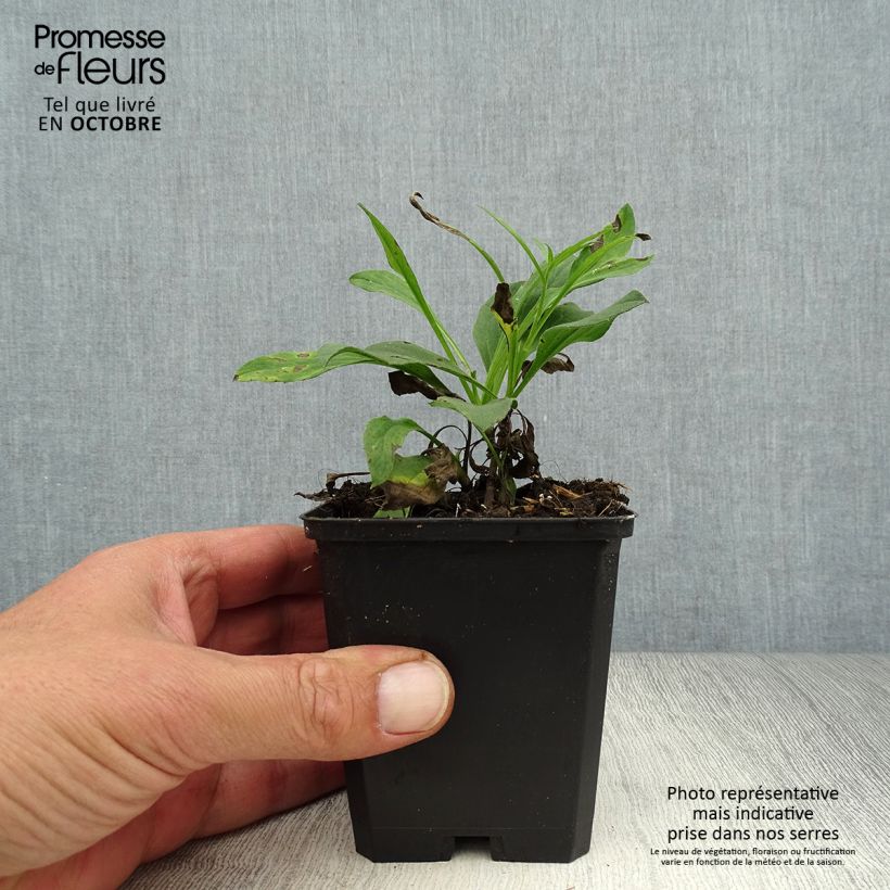 Aster amellus Dr Otto Petschek 8/9 cm pot sample as delivered in autumn