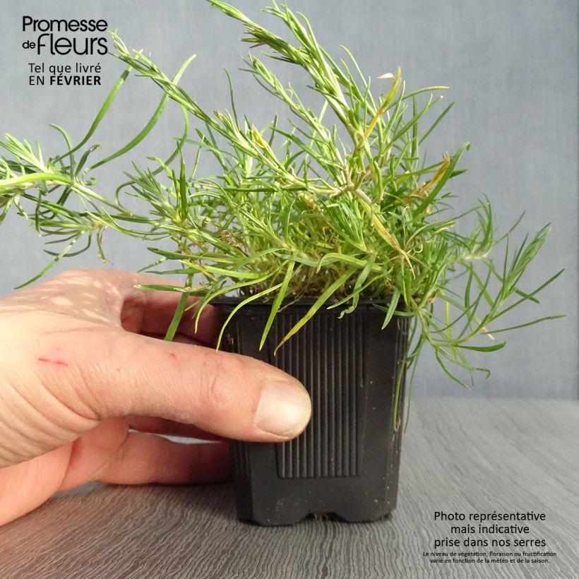 Petrorhagia saxifraga 8/9 cm pot sample as delivered in winter