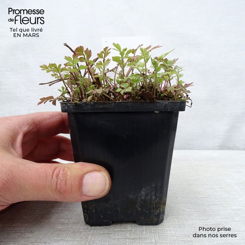 Oenanthe javanica Flamingo 8/9 cm pot sample as delivered in spring