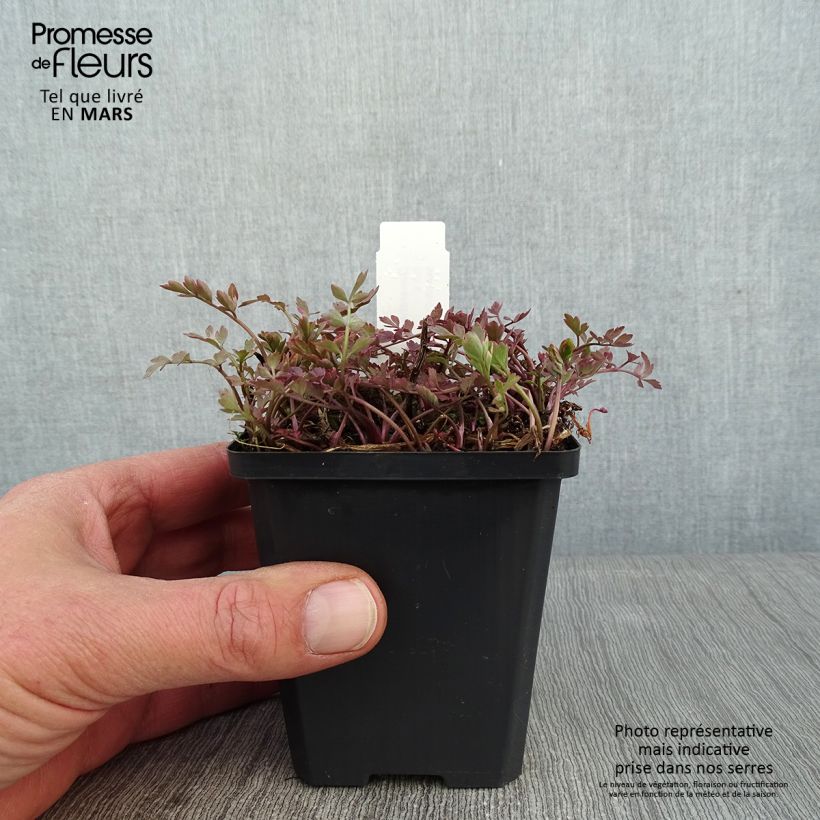 Oenanthe javanica Flamingo 8/9 cm pot sample as delivered in winter