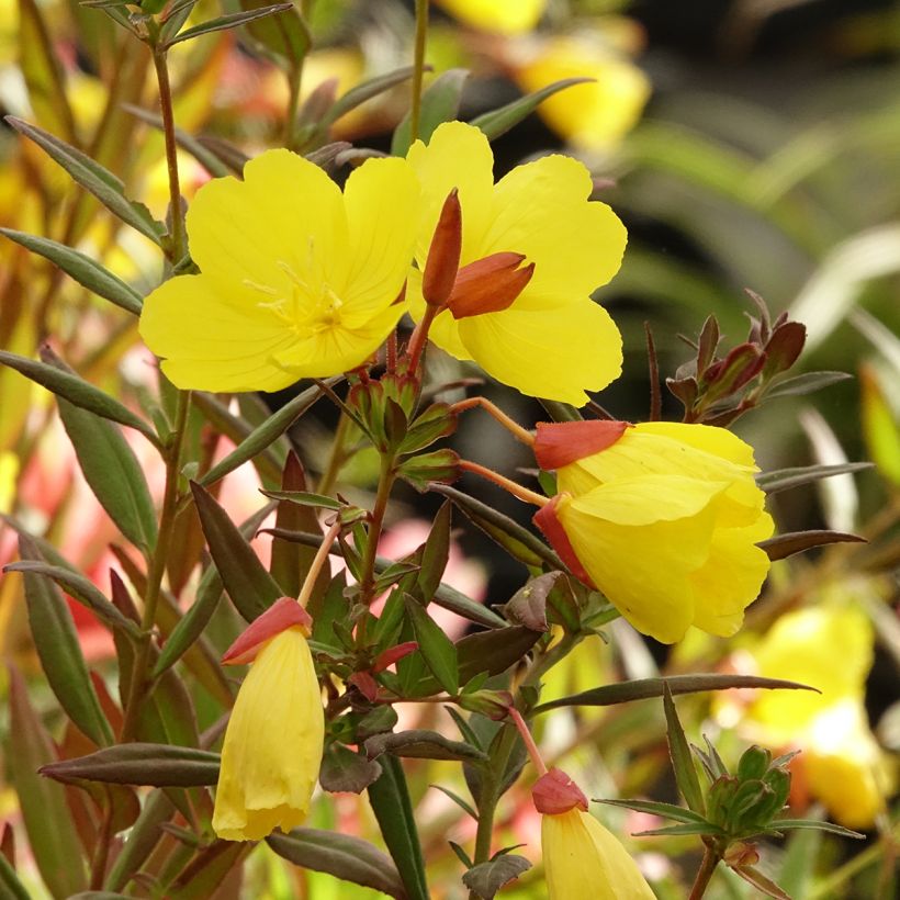 Oenothera fruticosa Sonnenwende - Evening Primrose (Flowering)