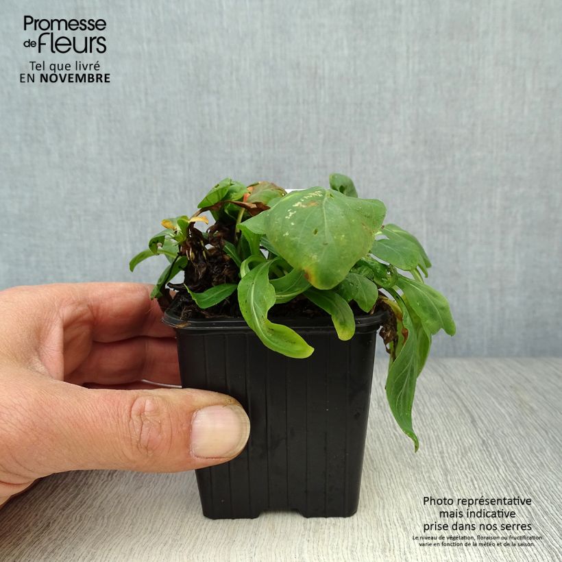 Oenothera fruticosa Sonnenwende - Evening Primrose 8/9 cm pot sample as delivered in autumn