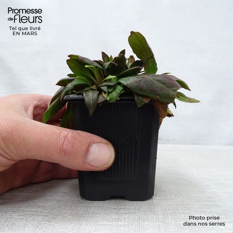 Oenothera fruticosa Sonnenwende - Evening Primrose 8/9 cm pot sample as delivered in spring