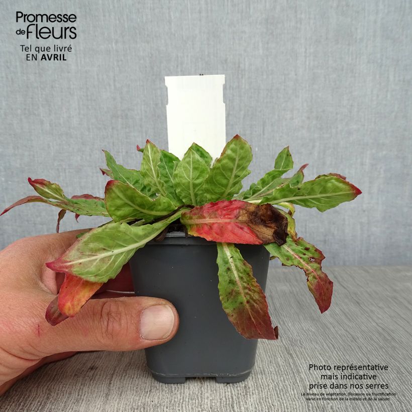 Oenothera glazioviana - Evening Primrose 8/9 cm pot sample as delivered in spring