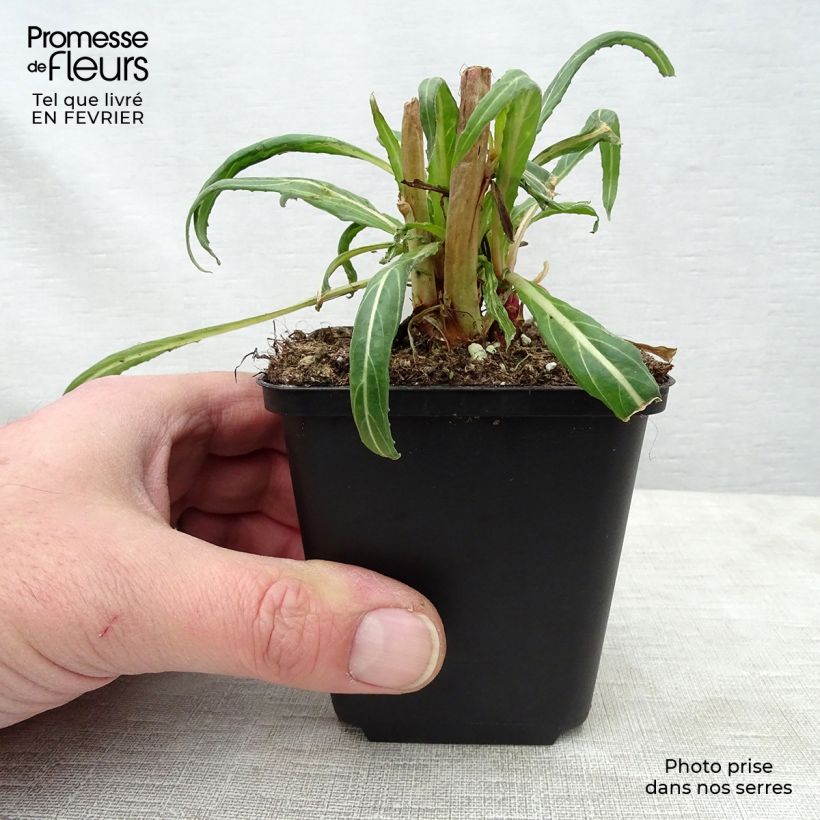 Oenothera versicolor - Red Evening Primrose 8/9 cm pot sample as delivered in winter