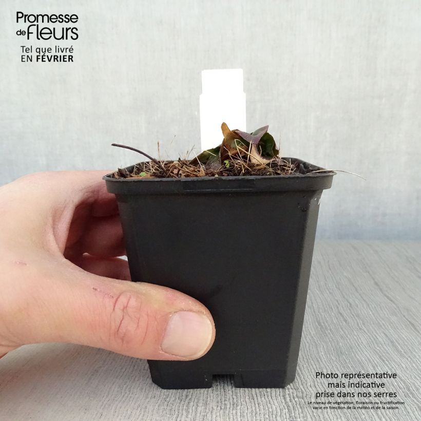 Oenothera fruticosa Michelle Ploeger - Evening Primrose 8/9 cm pot sample as delivered in winter