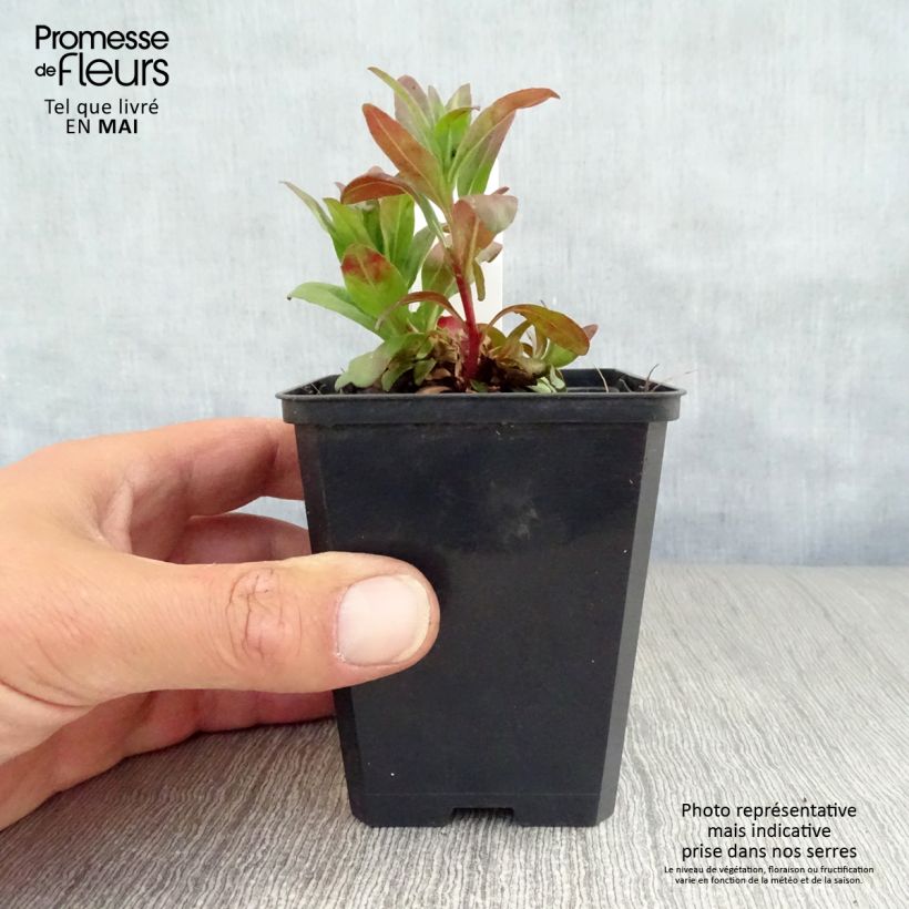 Oenothera fruticosa Michelle Ploeger - Evening Primrose 8/9 cm pot sample as delivered in spring