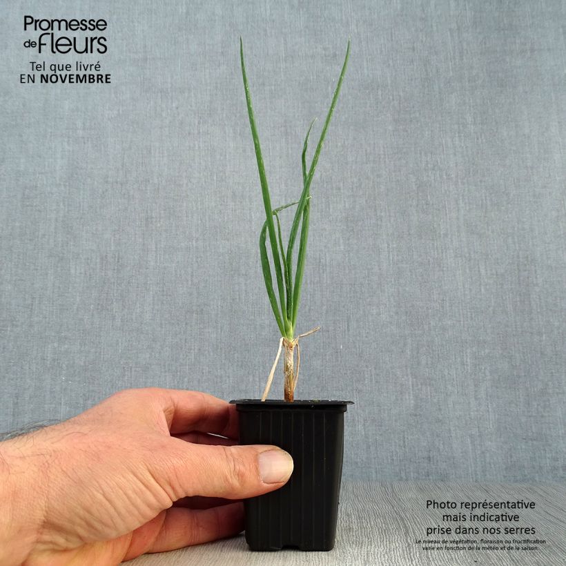 Tree onion - Allium proliferum 7/8 cm pot sample as delivered in autumn