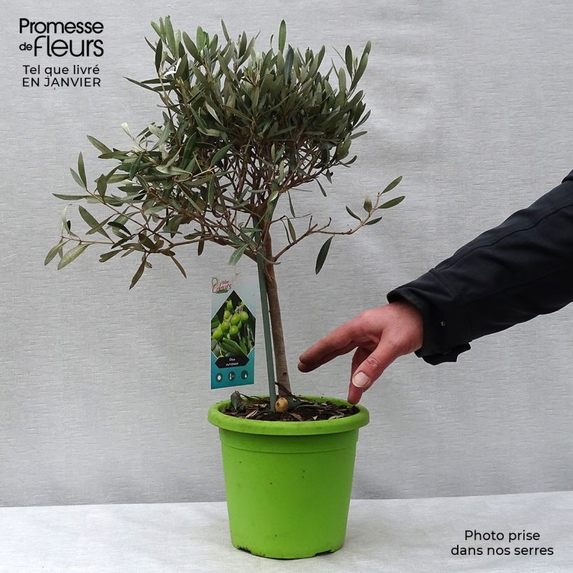 Olea europaea Stem - Olive 2L/3L pot sample as delivered in winter