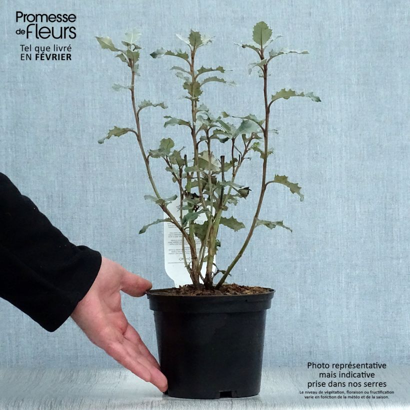 Olearia macrodonta Major 2L/3L pot sample as delivered in winter