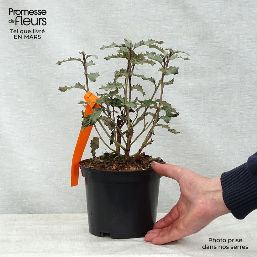 Olearia macrodonta Major 2L/3L pot sample as delivered in spring