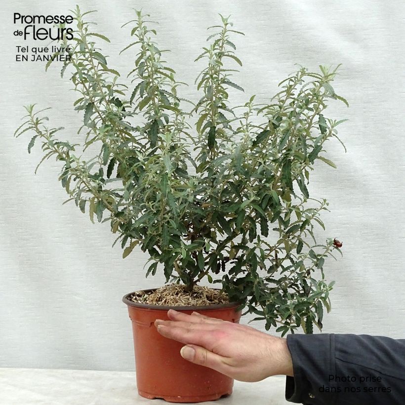 Olearia  scilloniensis - Daisy Bush 3L/4L pot sample as delivered in winter