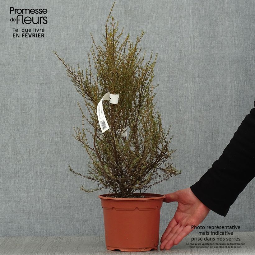 Olearia solandri Aurea 2L/3L pot sample as delivered in winter