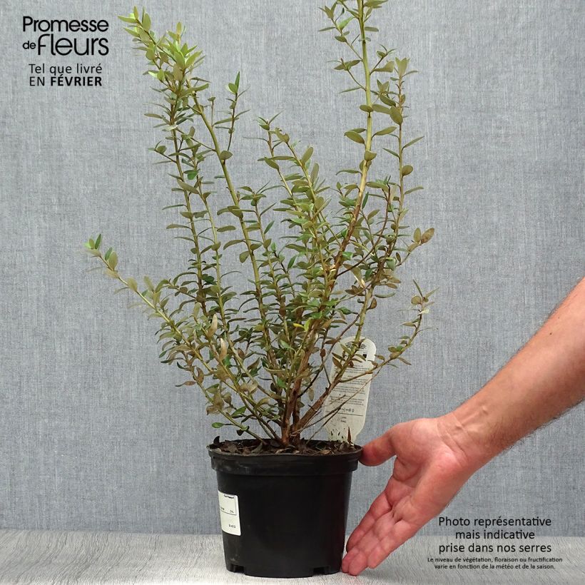 Olearia haastii - Daisy Bush 2L/3L pot sample as delivered in autumn