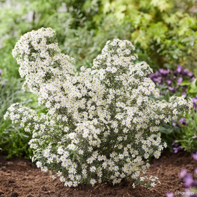Olearia phlogopappa Spring Bling - Dusty daisy bush (Plant habit)