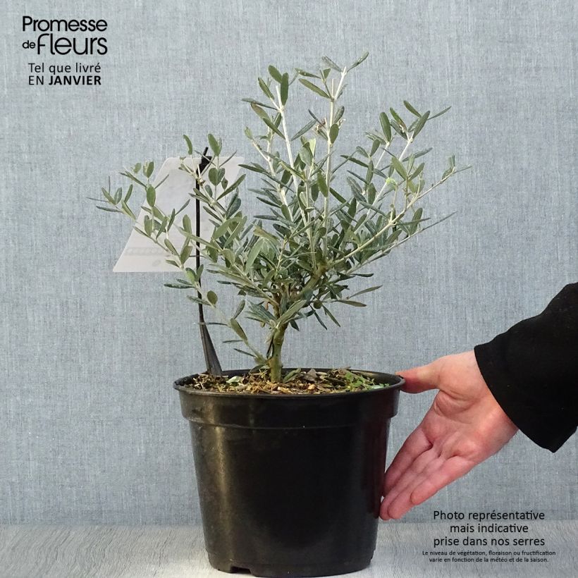 Olea europaea Lucques - Olive Tree 3L/4L pot, Clump sample as delivered in winter