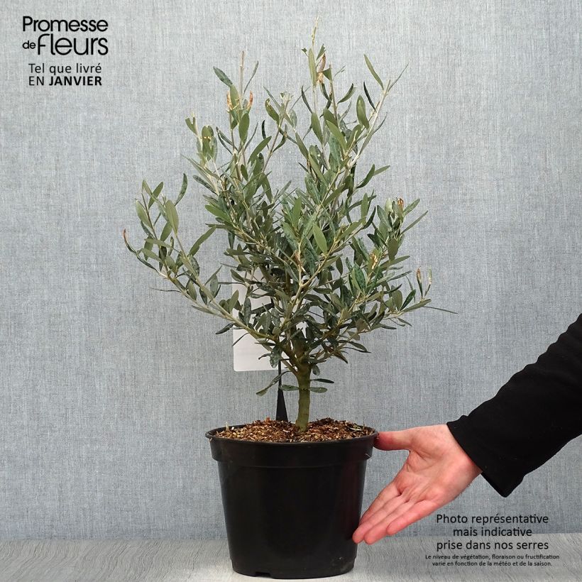 Olea europea Negrette - Olive tree 4L/5L pot sample as delivered in winter