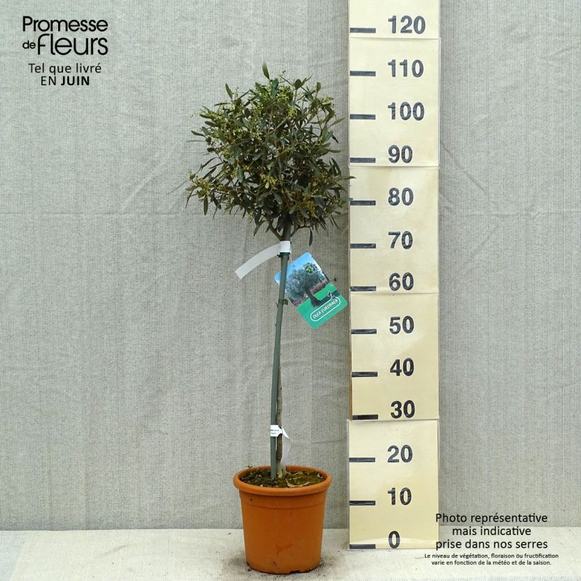 Olea europaea Stem - Olive 7.5L/10L pot, Half standard sample as delivered in summer