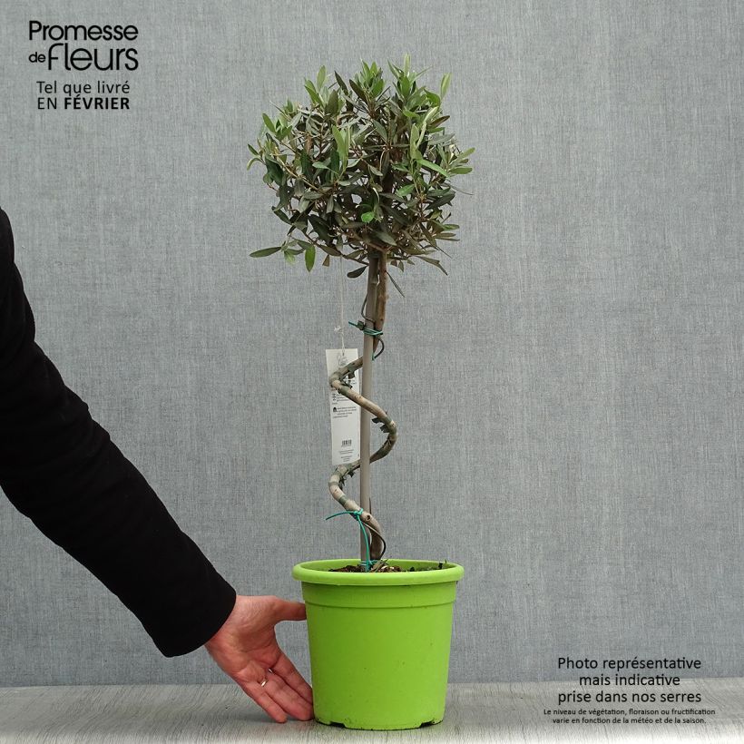 Olea europaea Stem - Olive 4L/5L pot sample as delivered in winter
