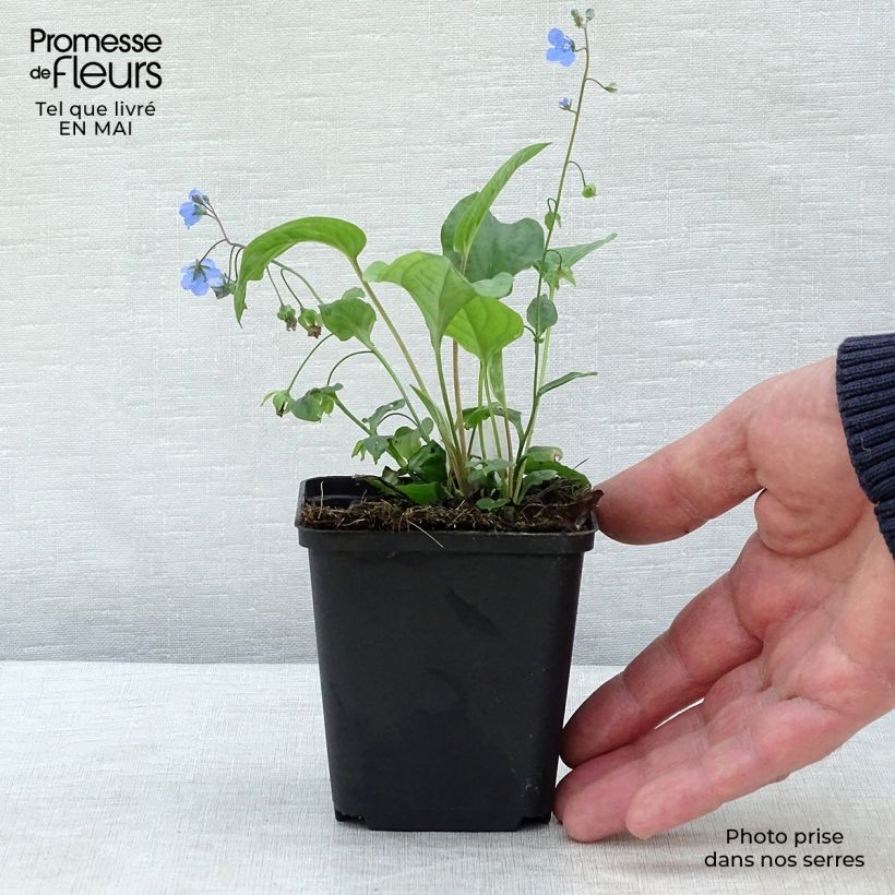Omphalodes cappadocica Cherry Ingram 8/9 cm pot sample as delivered in spring