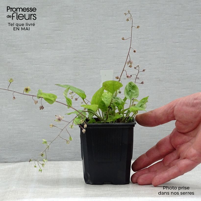 Omphalodes cappadocica Starry Eyes 8/9 cm pot sample as delivered in spring