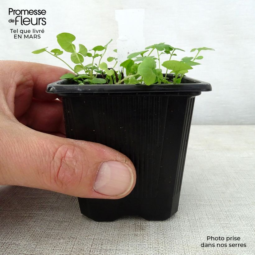 Omphalodes verna Alba 8/9 cm pot sample as delivered in spring