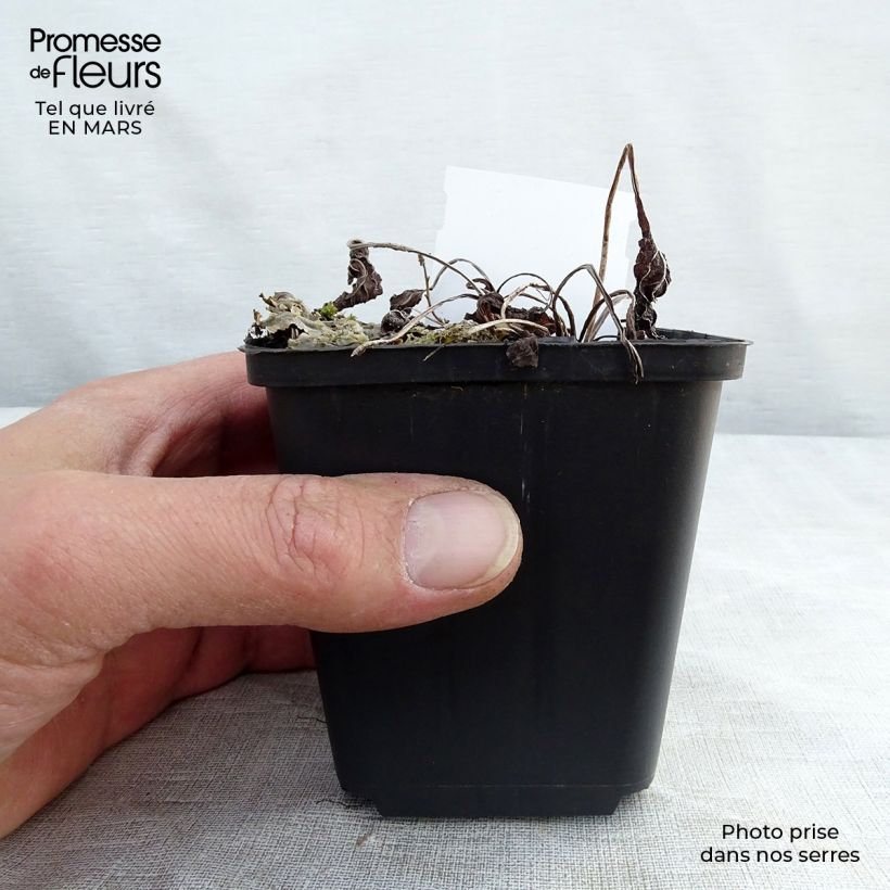 Omphalodes verna 8/9 cm pot sample as delivered in spring