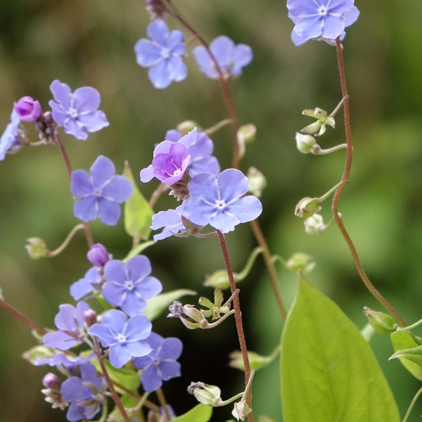 Omphalodes cappadocica Cherry Ingram (Flowering)