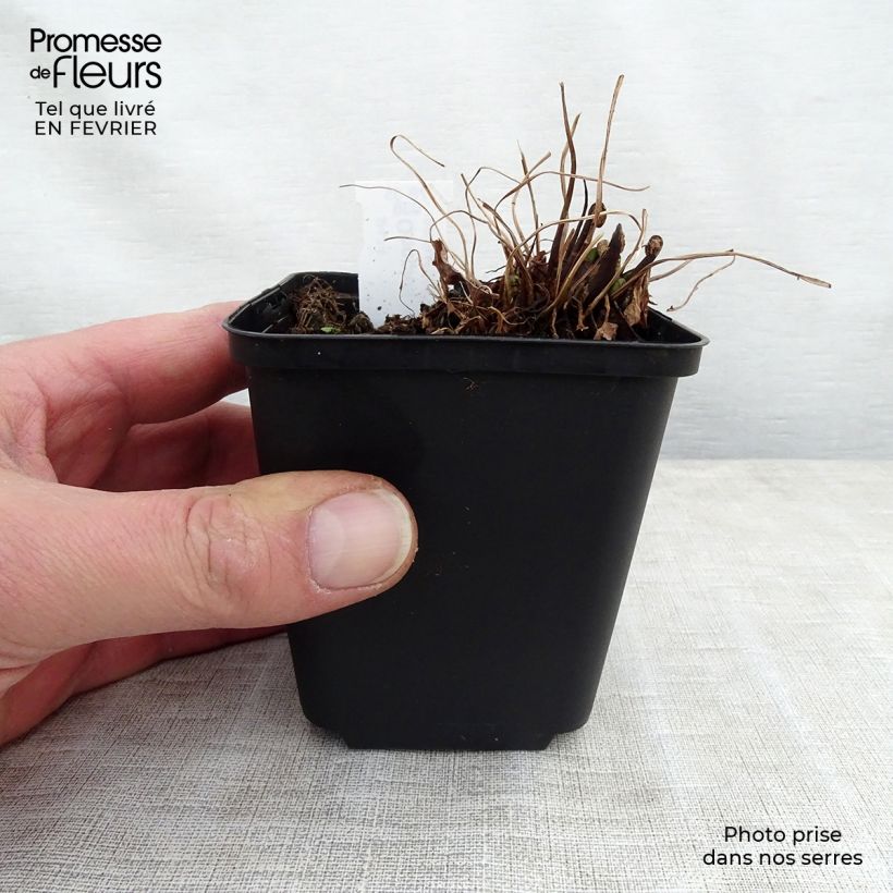 Onoclea sensibilis 8/9 cm pot sample as delivered in winter