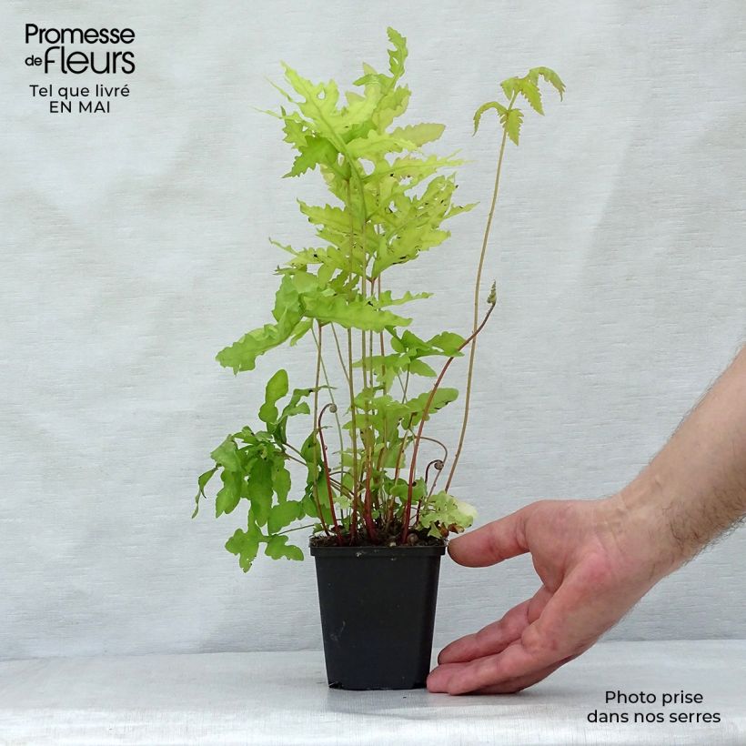 Onoclea sensibilis 8/9 cm pot sample as delivered in spring