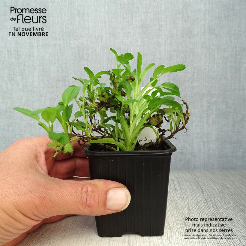 Ononis spinosa 8/9 cm pot sample as delivered in autumn