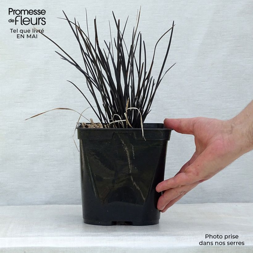 Ophiopogon planiscapus Hosoba Kokuryu 2L/3L pot sample as delivered in spring