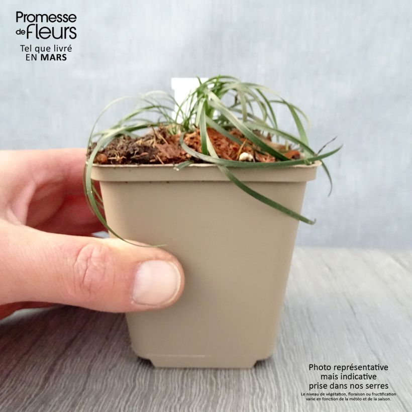 Ophiopogon chingii 8/9 cm pot sample as delivered in spring