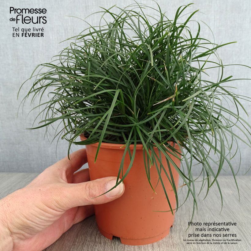 Ophiopogon chingii 1L/1.5L pot sample as delivered in winter