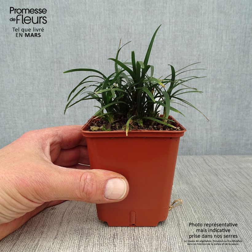 Ophiopogon japonicus Minor 8/9 cm pot sample as delivered in spring