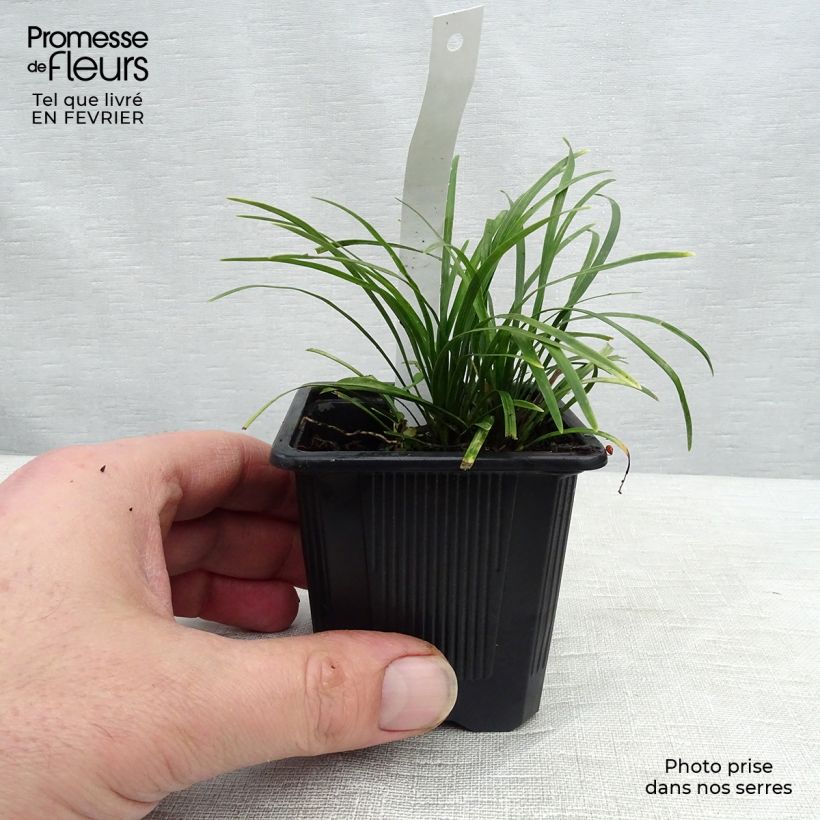 Ophiopogon japonicus 8/9 cm pot sample as delivered in winter