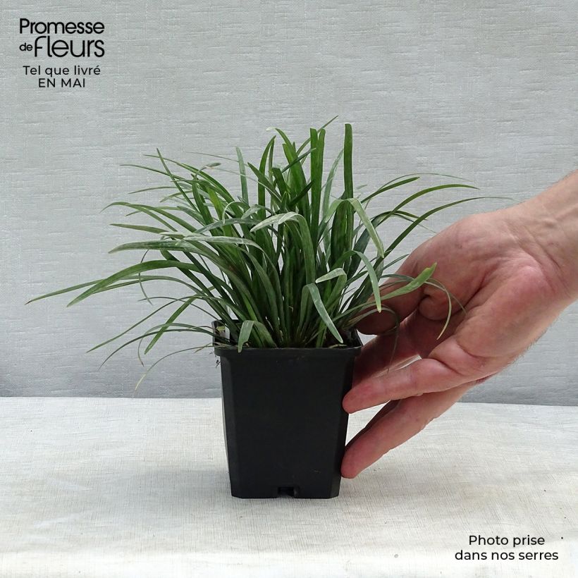 Ophiopogon planiscapus 8/9 cm pot sample as delivered in spring