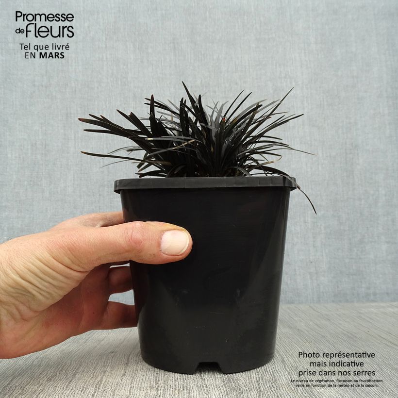 Ophiopogon planiscapus Black Dragon 1L/1.5L pot sample as delivered in spring