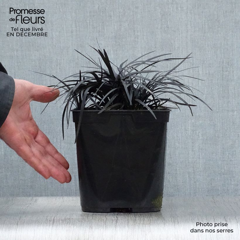 Black Ophiopogon - Ophiopogon planiscapus Nigrescens 2L/3L pot sample as delivered in winter